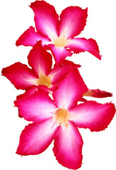 Pink Flower Isolated