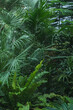 tropical plants backgrond