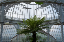 Palm Tree Photographed Against The Ironwork And Glass Inside The Kibble Palace Victorian Glasshouse At Glasgow Botanic Gardens, Scotland UK.