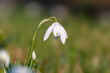 © Mario Plechaty - one blossom of a snowdrop in spring