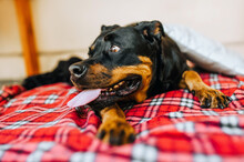 A Beautiful Large Black Dog Of The Rottweiler Breed Lies On A Red Checkered Rug With An Open Mouth And A Long Tongue. Animal Photography.