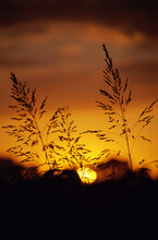 Silhouette Of Reeds During Sunset