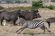 Africa, Kenya, Masai Mara, Running Zebra (Equus Quagga)