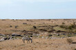 Kenya, Masai Mara National Reserve, Plains Zebra (Equus quagga) grazing on savannah