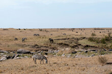 Kenya, Masai Mara National Reserve, Plains Zebra (Equus Quagga) Grazing On Savannah