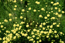 Yellow Tiny Flowers In Green Grass