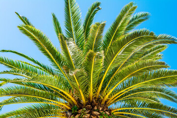 Wall Mural - Tropical coconut palm on the background of a bright blue sky