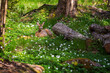 Young European roe deer lying amid white anemone flowers in a lush forest at the Nåtö nature reserve in Åland Islands, Finland, on a sunny day in spring.