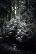 Winter Forest In Cold Snowy Landscape In The Twilight Zone Between Trees