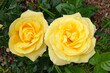 Yellow Rose 'Glorious'  in flower