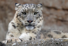 Snow Leopard - Panthera Uncia