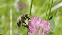 Slow Motion Of A Bee Collecting Nectar On A Pink Clover Flower. Macro Shoot.