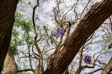 Wall Mural - Background with branches of Jacaranda Mimosifolia tree with violet flowers