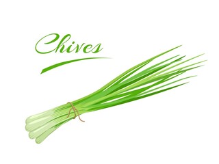 Vector illustration, bunch of fresh Chives, scientific name Allium schoenoprasum, isolated on a white background.