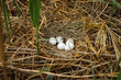 Nesting western marsh harrier, Circus aeruginosus. White eggs in nest built from stems in reed. Bird of prey nesting season in wildlife nature. Harrier in natural habitat. Predator breeding season.