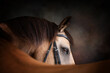 Portrait of a buckskin horse wearing a bridle looking over its back with a painterly background