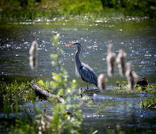Great Blue Heron Fishing On A River With Cattails In The Foreground