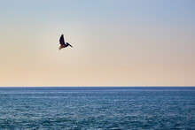 Pelican Flying Over The Pacific Ocean At Sunset With A Blue Sky On Puerto Vallarta Jalisco