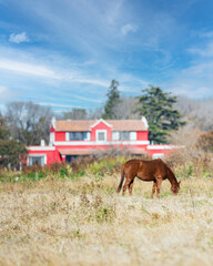 horse on a farm