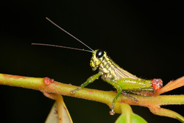 Wall Mural - tribe ophthalmolampini a member of lubber grasshoppers family romaleidae