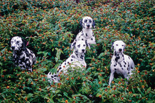 Four Dalmatians Sitting In Flowery Plants