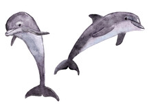 Watercolor Illustration Of Sea Ocean Dolphins, Marine Aquatic Underwater Mammal Animals. Ecology Environment Wildlife, Wild Nature Endangered Species.