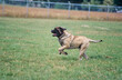 An English mastiff running on a grassy field
