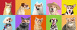 © Pixel-Shot - Collage of cute dogs and cats with human eyes on colorful background
