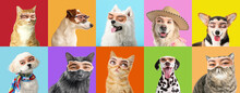 Collage Of Cute Dogs And Cats With Human Eyes On Colorful Background
