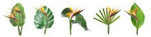 Set Of Fresh Tropical Leaves And Strelitzia Flowers On White Background