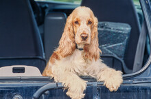 A Red Roan English Cocker Spaniel Looking Out The Back Of A Car