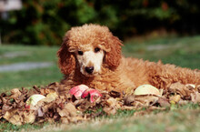 A Standard Poodle Puppy Laying In A Pile Of Leaves