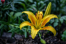 Bright Beautiful Blooming Yellow Lilies With Raindrops