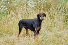 A Doberman Standing In A Field Of Tall Grass With White Wildflowers