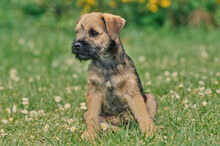 A Border Terrier Puppy On Grass