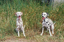 Two Dalmatians In Grass