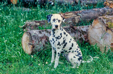 Dalmatian in grass