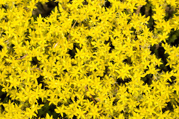 Canvas Print - Sedum acre,  goldmoss stonecrop flowers selective focus