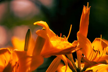 Bright Orange Lily Flowers. Orange Lily Flower In Full Bloom. Charming Lily Flowers With Long Stamens. High Quality Photo