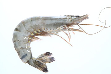 shrimp