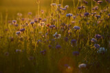 Fototapeta Natura - Midsummer flower. Blue cornflowers at the golden summer evening sunset. Beautiful landscape