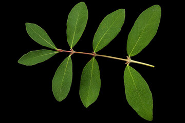 Honeysuckle berry leaf closeup