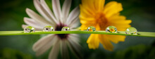 Macro Photography Of Dewy Flowers