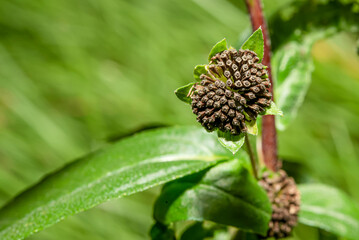 Canvas Print - The seed of the grass ready for growth.