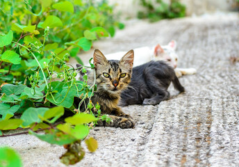 Mother Stray Cat and her Baby Kittens Relaxing on the Cement in the Backyard Near the Green Bushes.