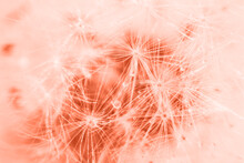 A Drop Of Water On A Dandelion. Dandelion On A Red Background With Copy Space Close-up