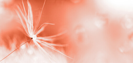 Wall Mural - a drop of water on a dandelion. dandelion on a red background with copy space close-up. banner