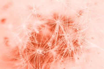 Wall Mural - a drop of water on a dandelion. dandelion on a red background with copy space close-up