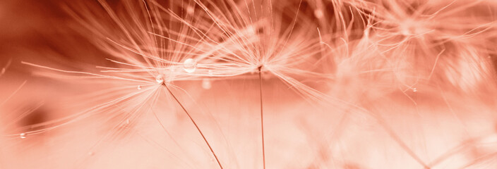 Wall Mural - a drop of water on a dandelion. dandelion on a red background with copy space close-up. banner