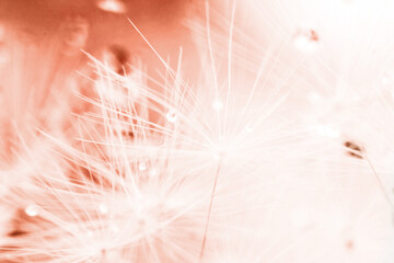 Wall Mural - a drop of water on a dandelion. dandelion on a red background with copy space close-up